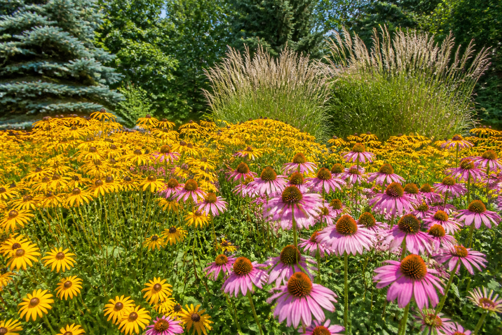 A dense garden bed filled with purple coneflowers, black-eyed susans, and ornamental grasses thriving in the bright summer sun.