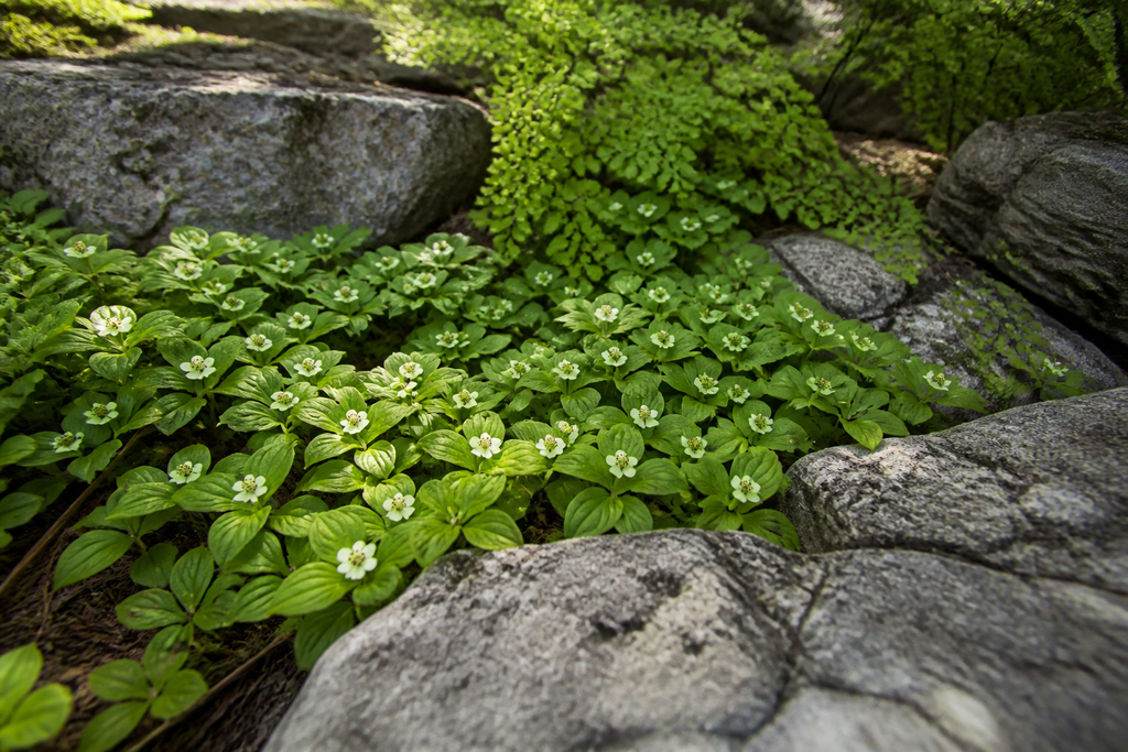 A lush, shaded rock garden in Mono, Ontario, featuring native plants like bunchberry and ferns growing around natural stone.