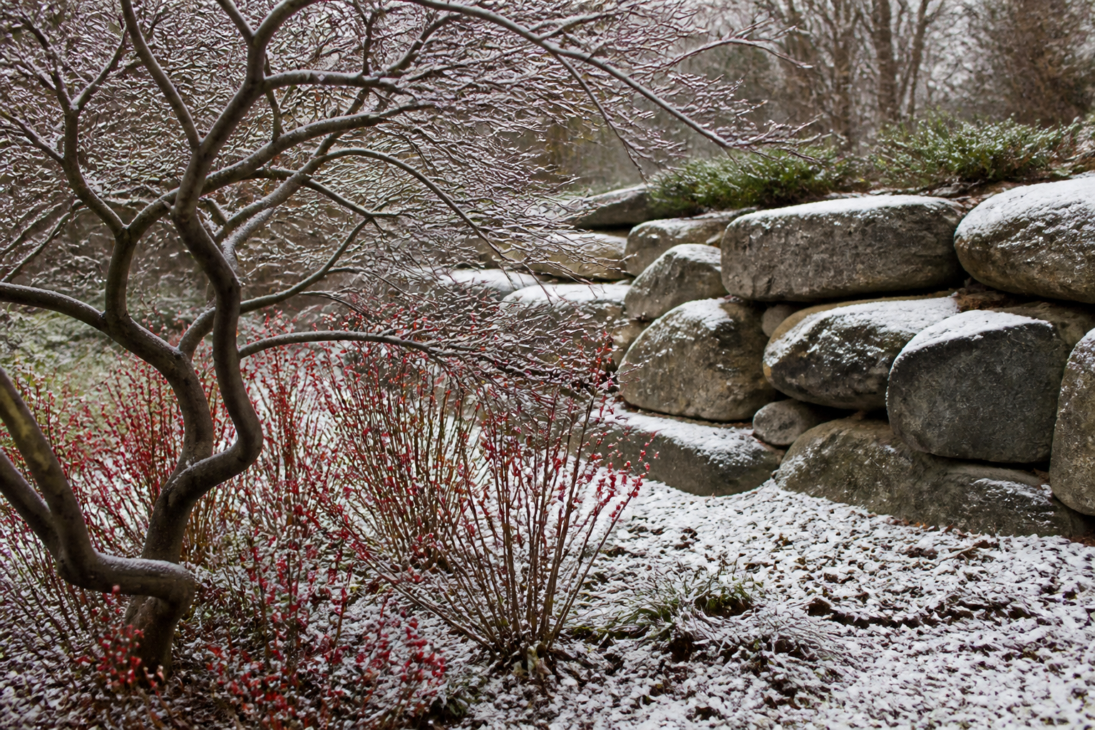 A four-season garden in Ontario during winter, showing a snow-dusted Japanese maple, red winterberries, and a natural stone wall.